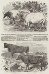 Exhibition of the Royal Agricultural Society of England